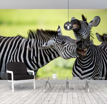 Bild på Zebras with mouths open